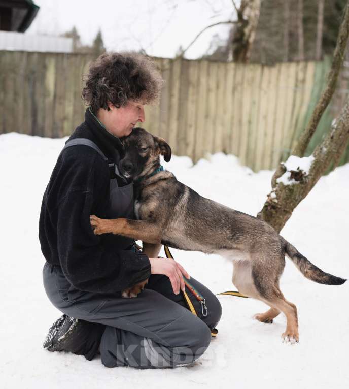Собаки в Солнечногорске: Ласковая девочка в добрые руки Девочка, Бесплатно - фото 1