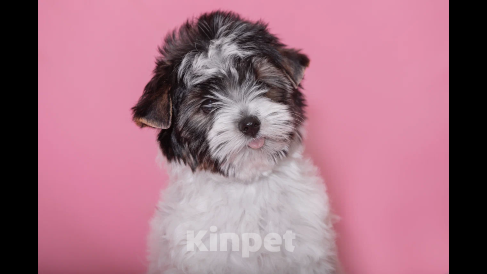 Собаки в Екатеринбурге: Бивер терьер, щенок, девочка. Девочка, 45 000 руб. - фото 2