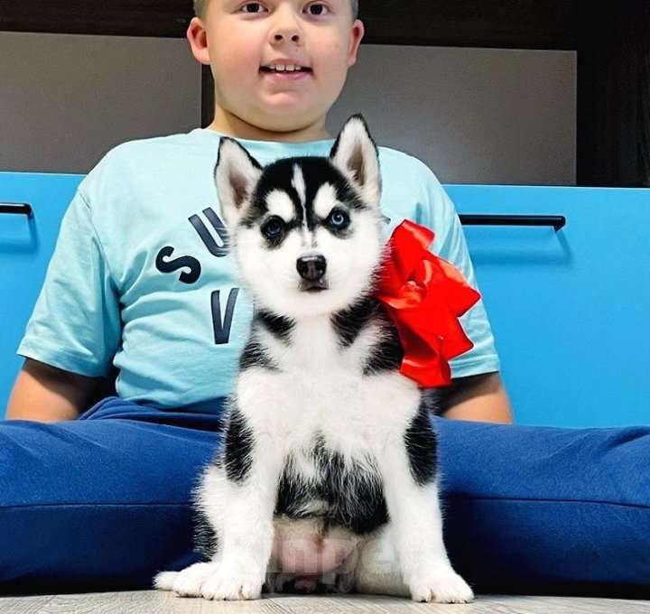 Собаки в Магнитогорске: Хаски Щенки Разных окрасов Разнополые, Бесплатно - фото 1