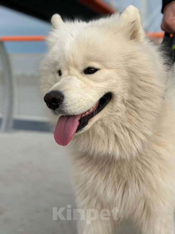 Собаки в Мур: Продажа щенков Разнополые, 25 000 руб. - фото 4