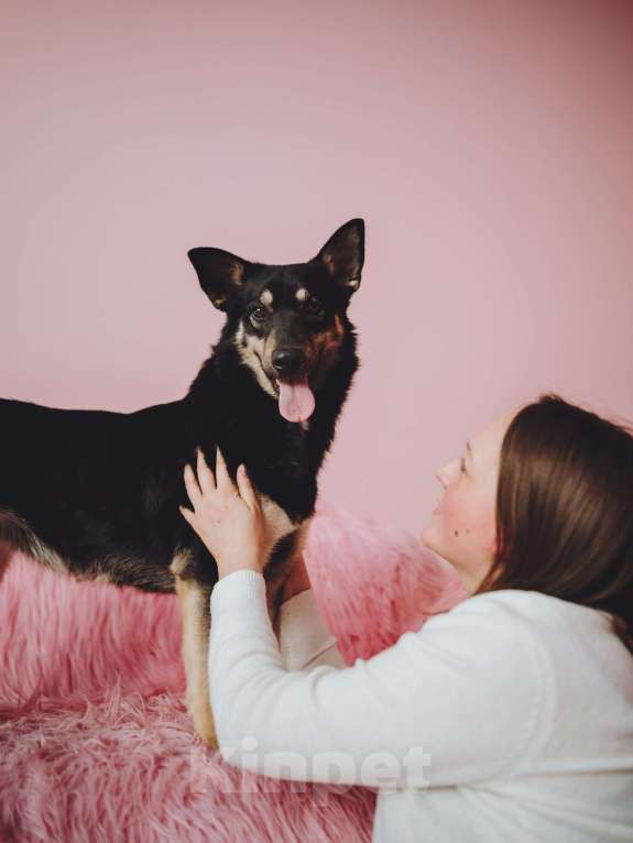 Собаки в Москве: Невероятная Нуара ищет дом Девочка, Бесплатно - фото 3