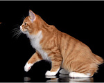 Кошки в Краснодаре: Курильский бобтейл Мальчик, 35 000 руб. - фото 2