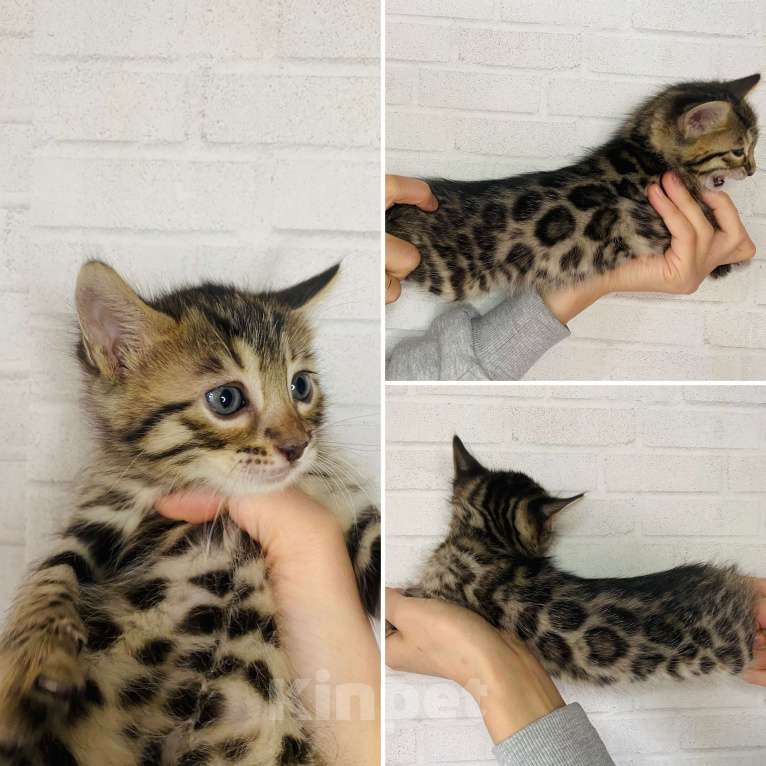 Кошки в Москве: Бенгальские котята Мальчик, 30 000 руб. - фото 8