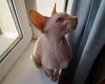 Кошки в Калуге: Вязка сфинкса Мальчик, 1 500 руб. - фото 1