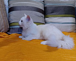 Кошки в Ливны: Ангорский котик, 1 500 руб. - фото 2
