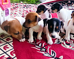 Собаки в Армавире: Продажа Мальчик, 10 000 руб. - фото 3