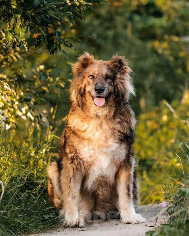 Собаки в Москве: Кавказская овчарка Ассоль в добрые руки Девочка, Бесплатно - фото 4