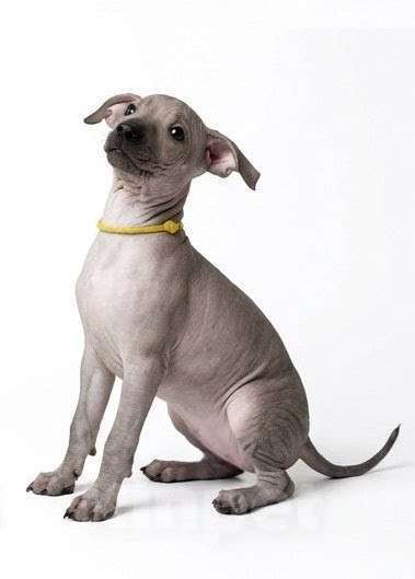 Собаки в Москве: Ксолоитцкуинтли /ксоло миниатюрный Девочка, 50 000 руб. - фото 1