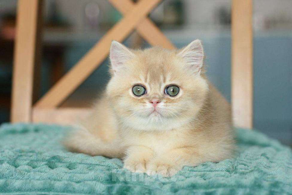 Кошки в Москве: Британский мальчик Ксеон Мальчик, 120 000 руб. - фото 7