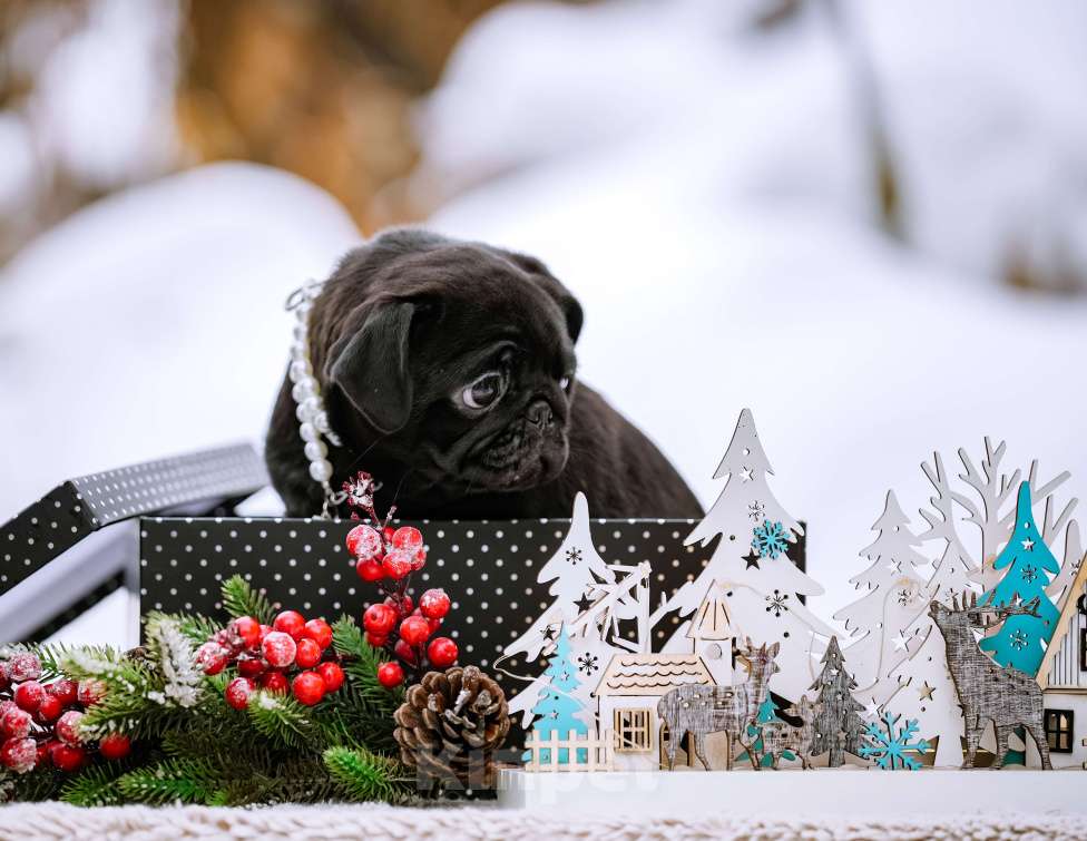 Собаки в Новосибирске: Мопс Софа Мармеладова Девочка, 60 000 руб. - фото 4