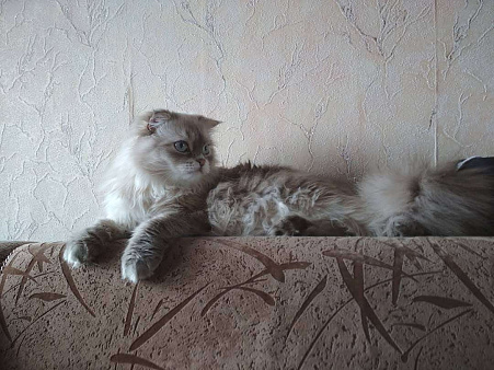 Объявление: Кот с характером в добрые руки, Бесплатно, Москва