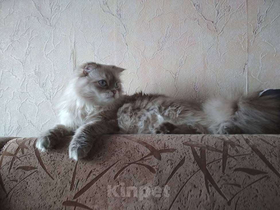 Кошки в Москве: Кот с характером в добрые руки Мальчик, Бесплатно - фото 1