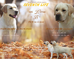 Собаки в Самаре: Палевые щенки лабрдора Девочка, 50 000 руб. - фото 7