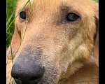 Собаки в Москве: Несчастный почти слепой пёс Малыш ищет доброе сердце Мальчик, 10 руб. - фото 2