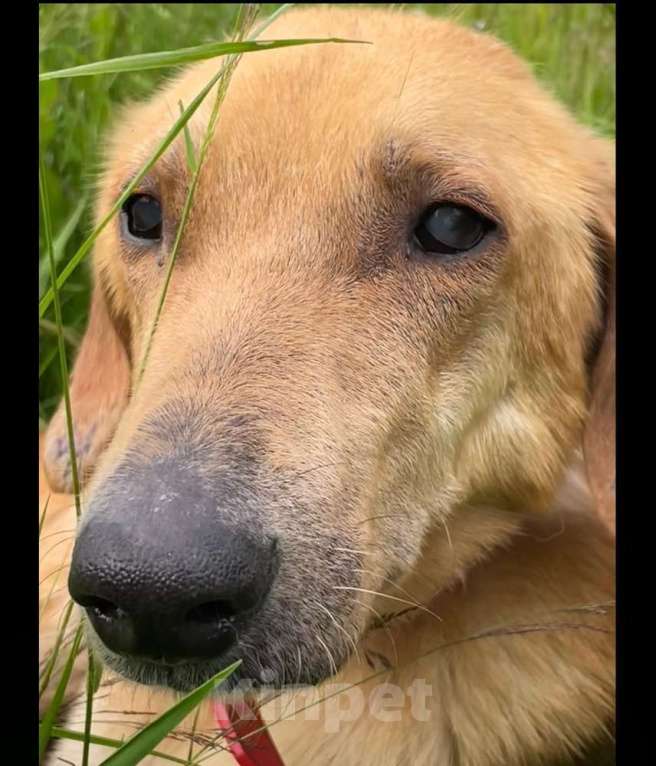 Собаки в Москве: Несчастный почти слепой пёс Малыш ищет доброе сердце Мальчик, 10 руб. - фото 2