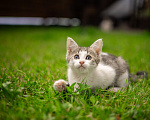 Кошки в Подольске: Котенок в добрые руки Мальчик, Бесплатно - фото 4