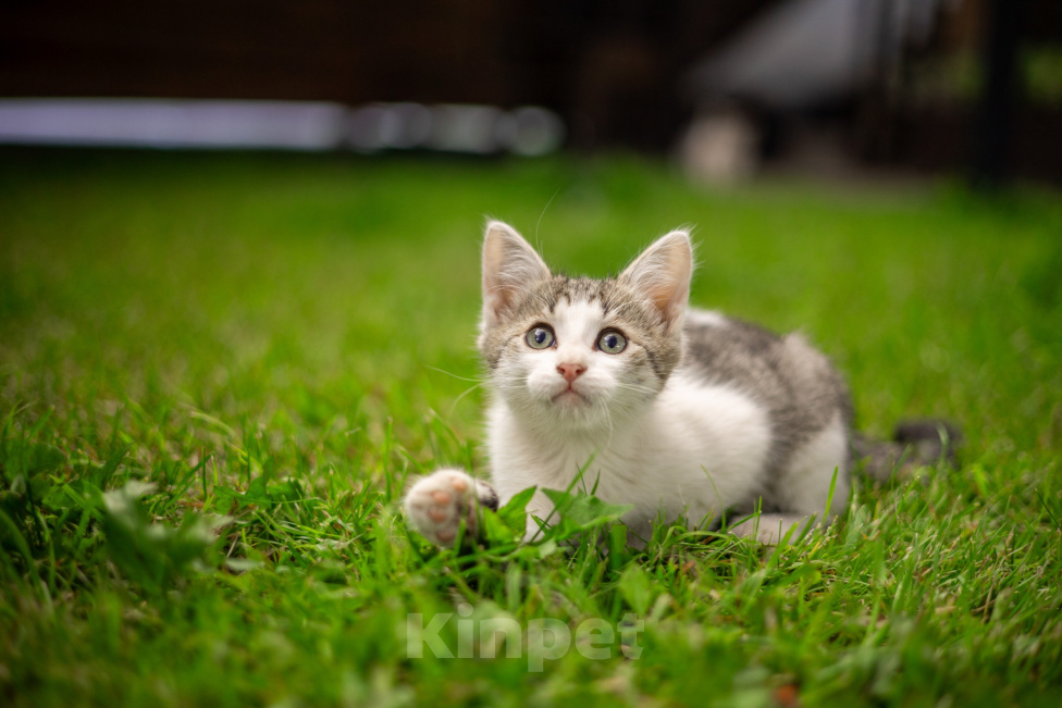 Кошки в Подольске: Котенок в добрые руки Мальчик, Бесплатно - фото 4