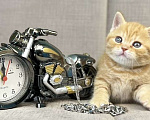 Кошки в Люберцах: Британский котенок Мальчик, 15 000 руб. - фото 3