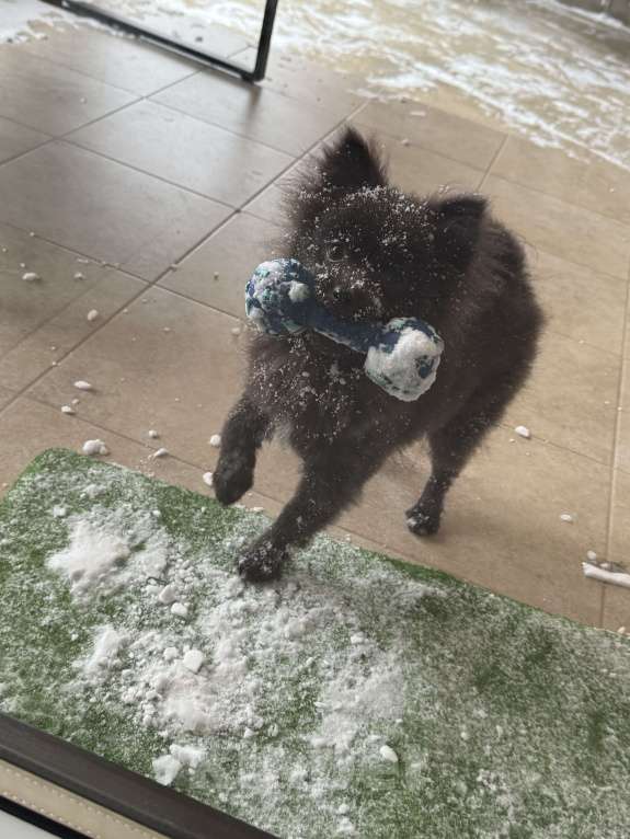 Собаки в Минеральном Воде: Красавчик Ричи Мальчик, 20 000 руб. - фото 5