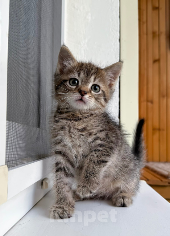 Кошки в Дмитрове: Котенок Мальчик, Бесплатно - фото 3