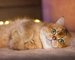 Кошки в Самаре: Британские котята Девочка, 30 000 руб. - фото 3