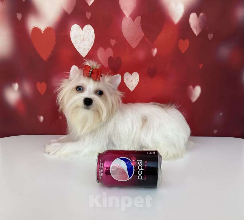 Собаки в Москве: Белый йорк девочка голубоглазая Девочка, 120 000 руб. - фото 1