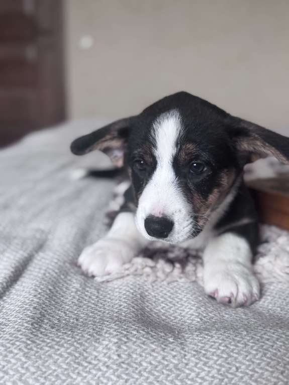 Собаки в Курске: Вельш корги кардиган Мальчик, 50 000 руб. - фото 5