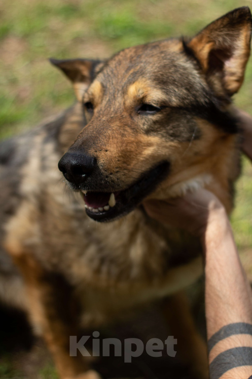 Собаки в Москве: Маркиз Мальчик, Бесплатно - фото 2