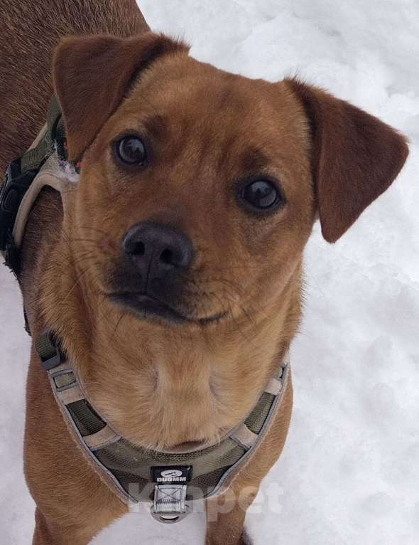 Собаки в Балашихе: небольшая собачка мега позитив спасена с СВО ищет семью Девочка, Бесплатно - фото 4