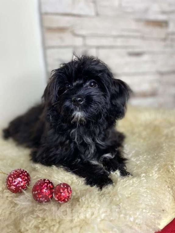 Собаки в Воронеже: Девочка йоркипу  Девочка, 40 000 руб. - фото 2