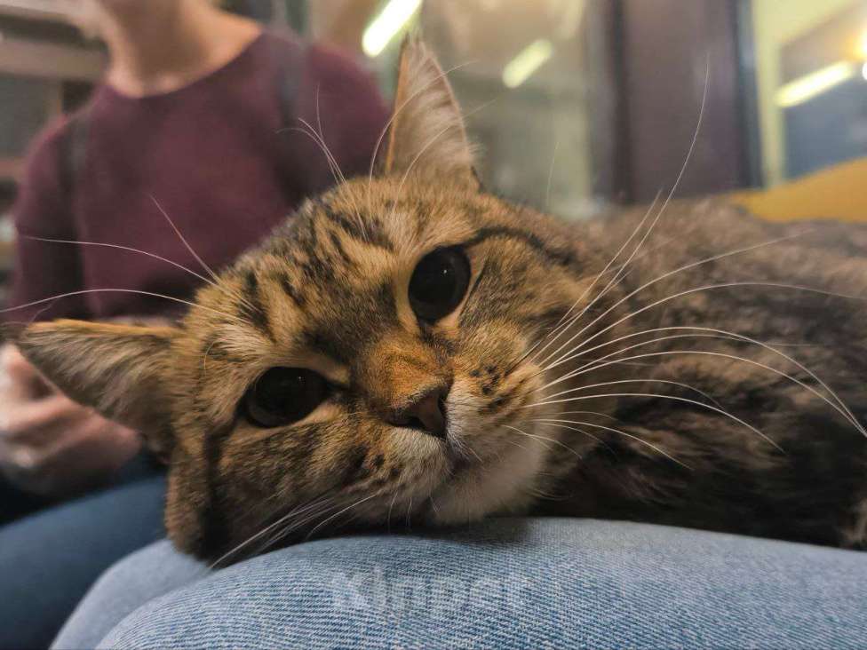 Кошки в Москве: Спокойная кошечка в добрые руки Девочка, Бесплатно - фото 4