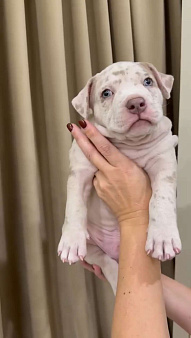 Белый мерль 