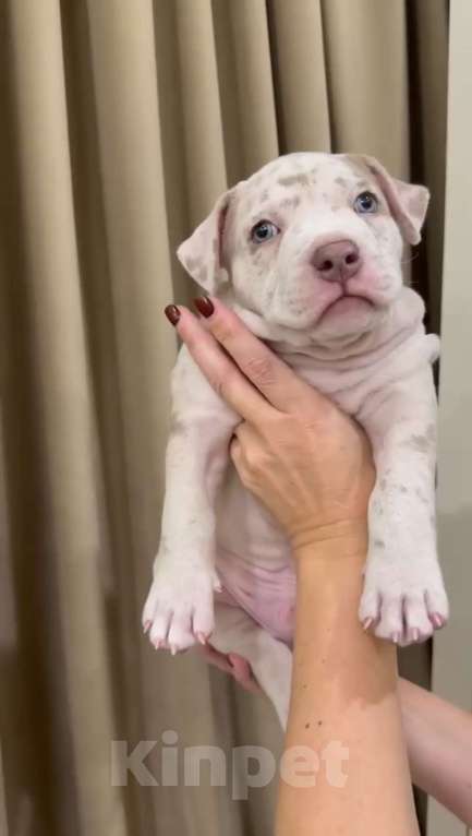 Собаки в Краснодаре: Белый мерль  Мальчик, 100 000 руб. - фото 1