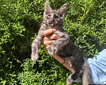 Кошки в Санкт-Петербурге: котенок Мейн кун из питомника Девочка, 80 000 руб. - фото 2