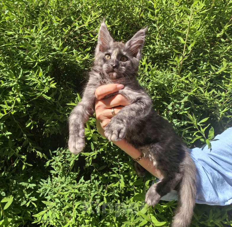 Кошки в Санкт-Петербурге: котенок Мейн кун из питомника Девочка, 80 000 руб. - фото 2