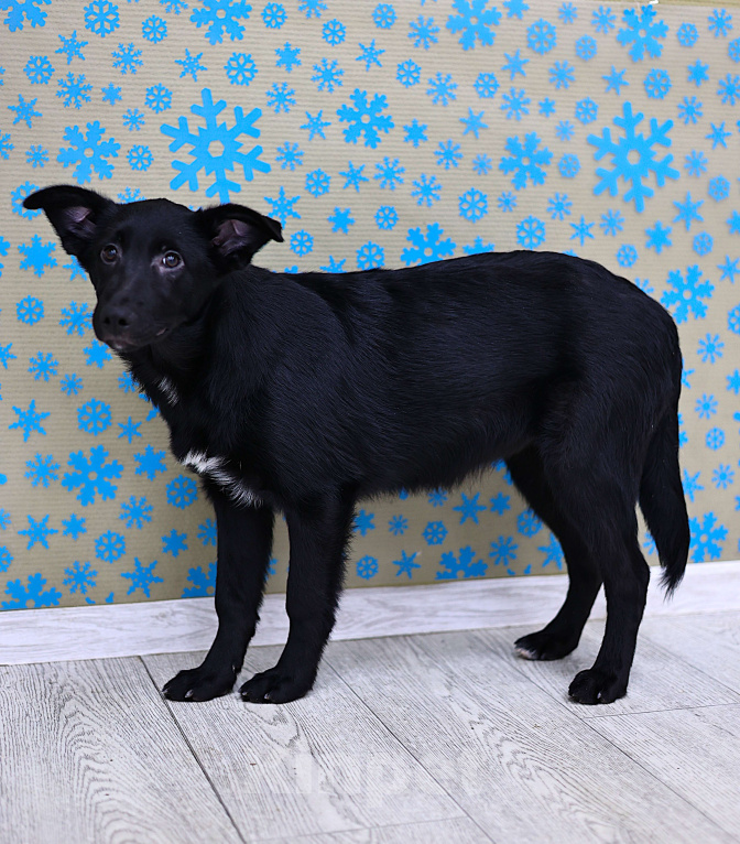 Собаки в Москве: Щенки бесплатно в Москве Девочка, Бесплатно - фото 8