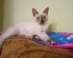 Кошки в Тюмени: Тонкинез, котёнок котенок Девочка, 5 000 руб. - фото 2