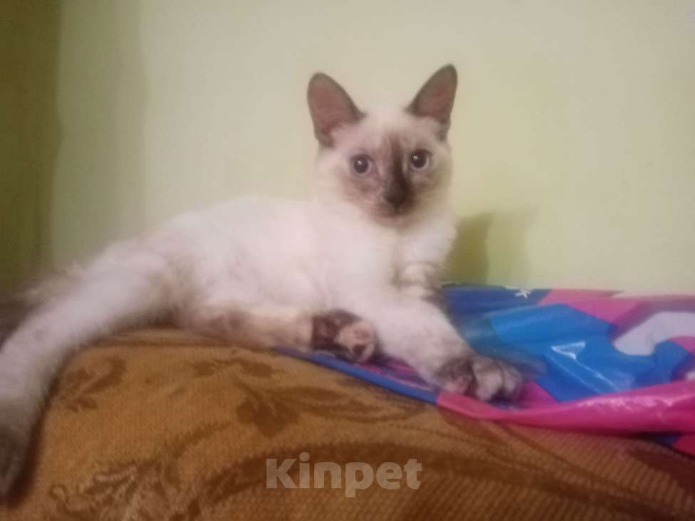 Кошки в Тюмени: Тонкинез, котёнок котенок Девочка, 5 000 руб. - фото 2