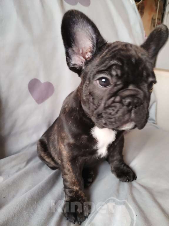 Собаки в Новосибирске: 1 Девочка, 50 000 руб. - фото 5