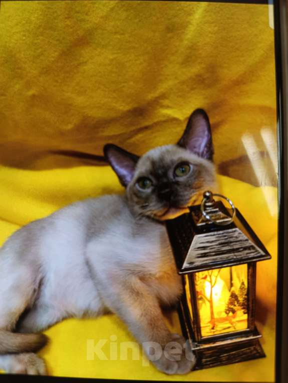 Кошки в Лыткарино: Котята бурма европейская мальчики и девочки Девочка, 25 000 руб. - фото 7