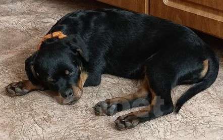 Собаки в Челябинске: Подрощенная малышка породы ротвейлер Девочка, 50 000 руб. - фото 2