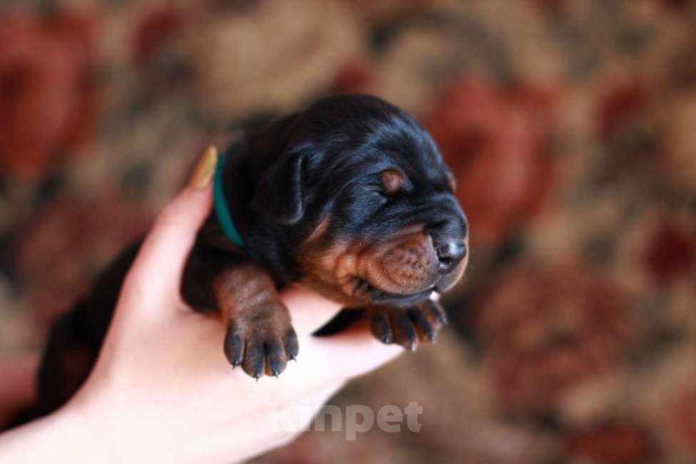 Собаки в Санкт-Петербурге: Щенок добермана в питомнике Версаль Манифик Мальчик, 150 000 руб. - фото 3