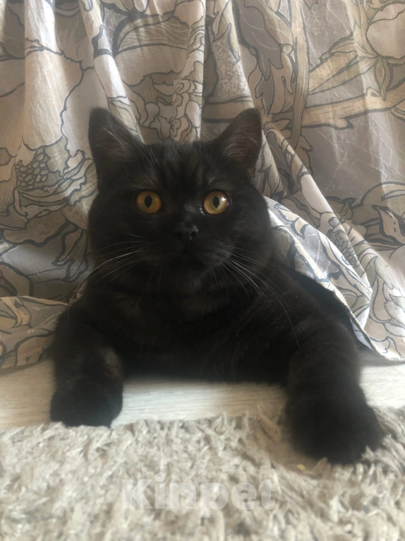 Кошки в Екатеринбурге: Пропал кот Мартин Мальчик, Бесплатно - фото 2