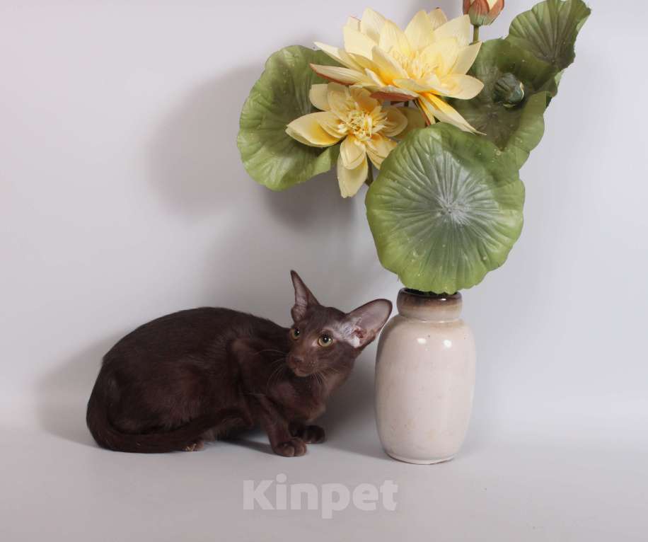 Кошки в Москве: Ориентал шоколадный на вязку Мальчик, 2 500 руб. - фото 8