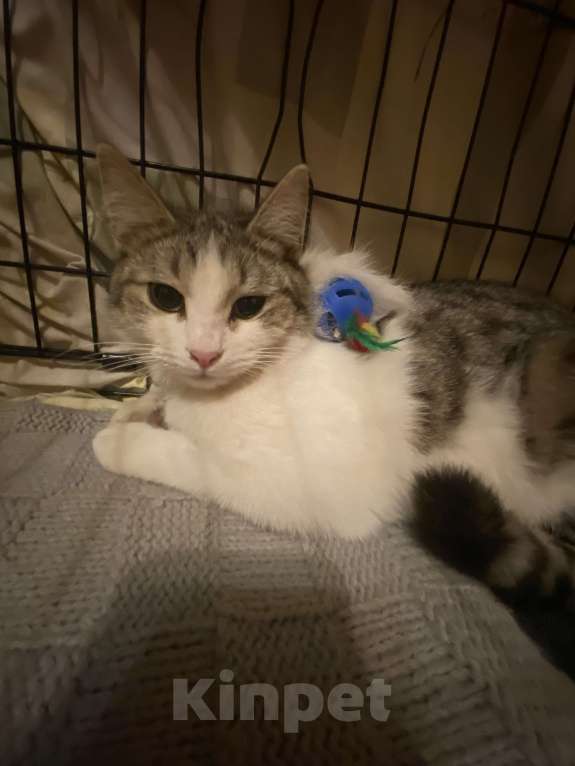 Кошки в Москве: Машенька Девочка, Бесплатно - фото 6