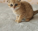 Кошки в Курганинске: Продаются шотландские котята Девочка, Бесплатно - фото 5