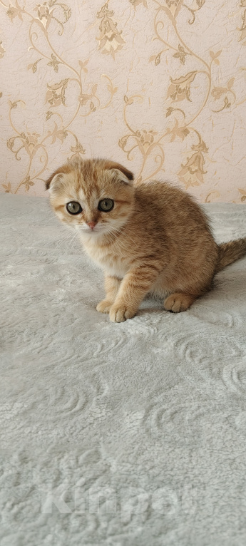 Кошки в Курганинске: Продаются шотландские котята Девочка, Бесплатно - фото 5