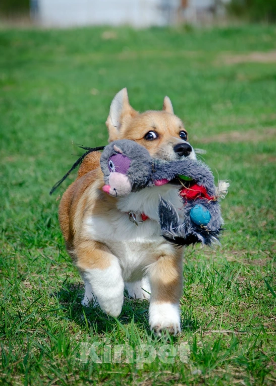 Собаки в Фрязино: Девочка вельш корги пемброк  Девочка, 55 000 руб. - фото 5