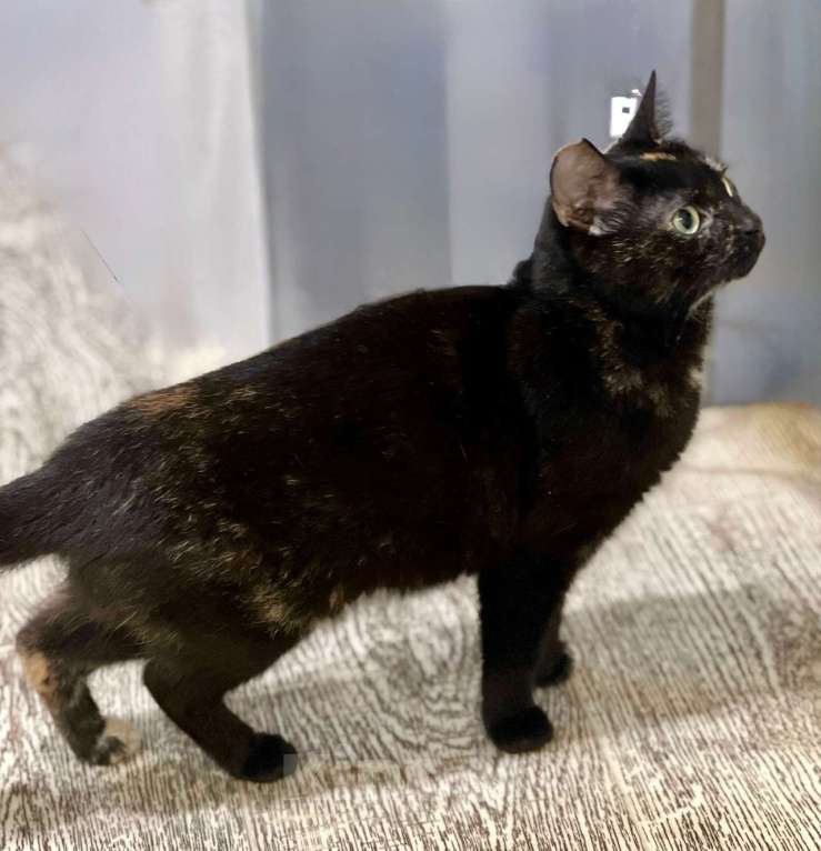 Кошки в Санкт-Петербурге: Кошечка подросток Глашенька.  Девочка, Бесплатно - фото 4