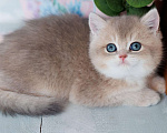 Кошки в Владивостоке: Милый британский котенок Мальчик, 80 000 руб. - фото 1